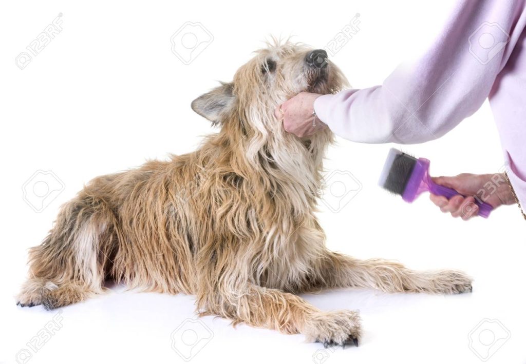 Picardy Shepherd Dog grooming now