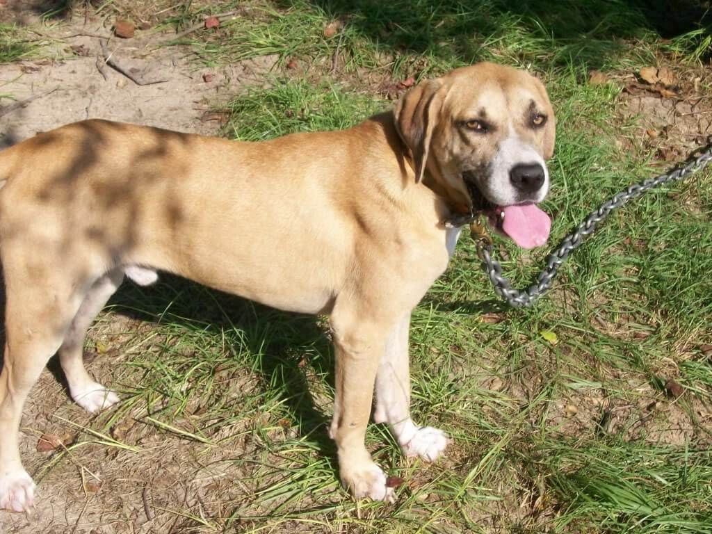 Mountain Cur Dog comfortable with kids