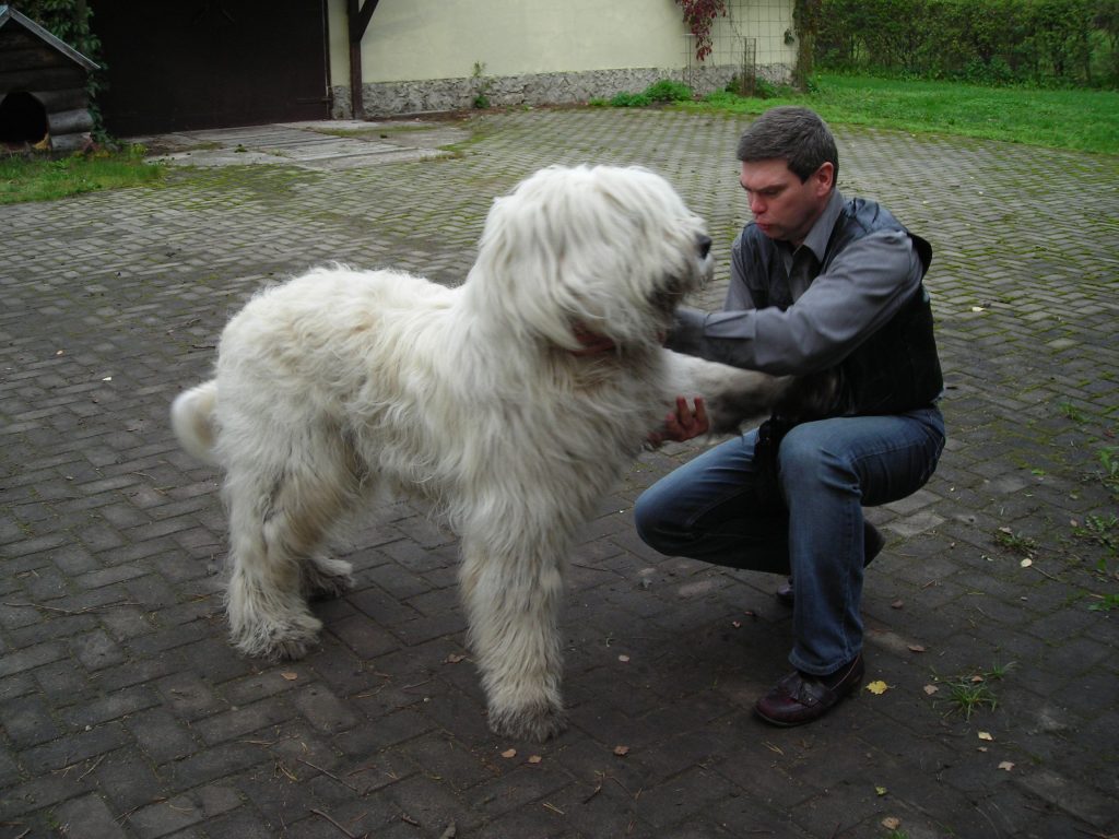 South Russian Ovcharka Dog training with owner