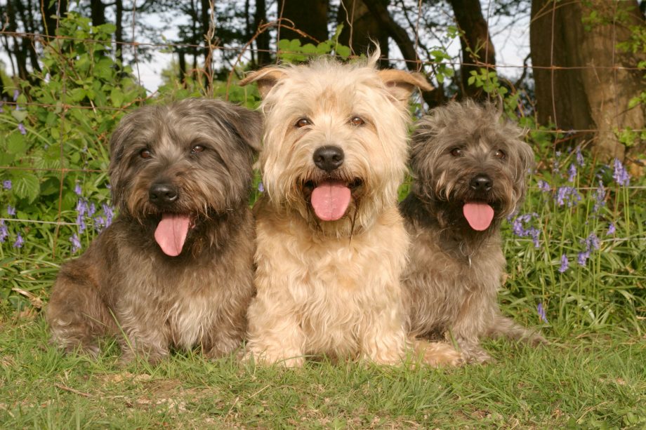 Glen of Imaal Terrier Dog different colours