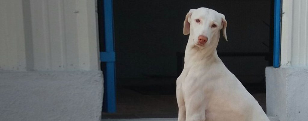 Rajapalayam Dog At ease around children