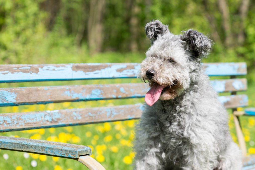 Pumi Dog Clean air is beneficial for one's health.