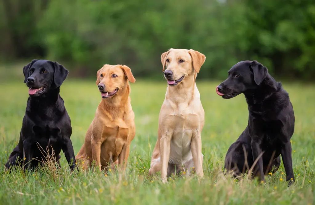 labrador retriever dog four different colours