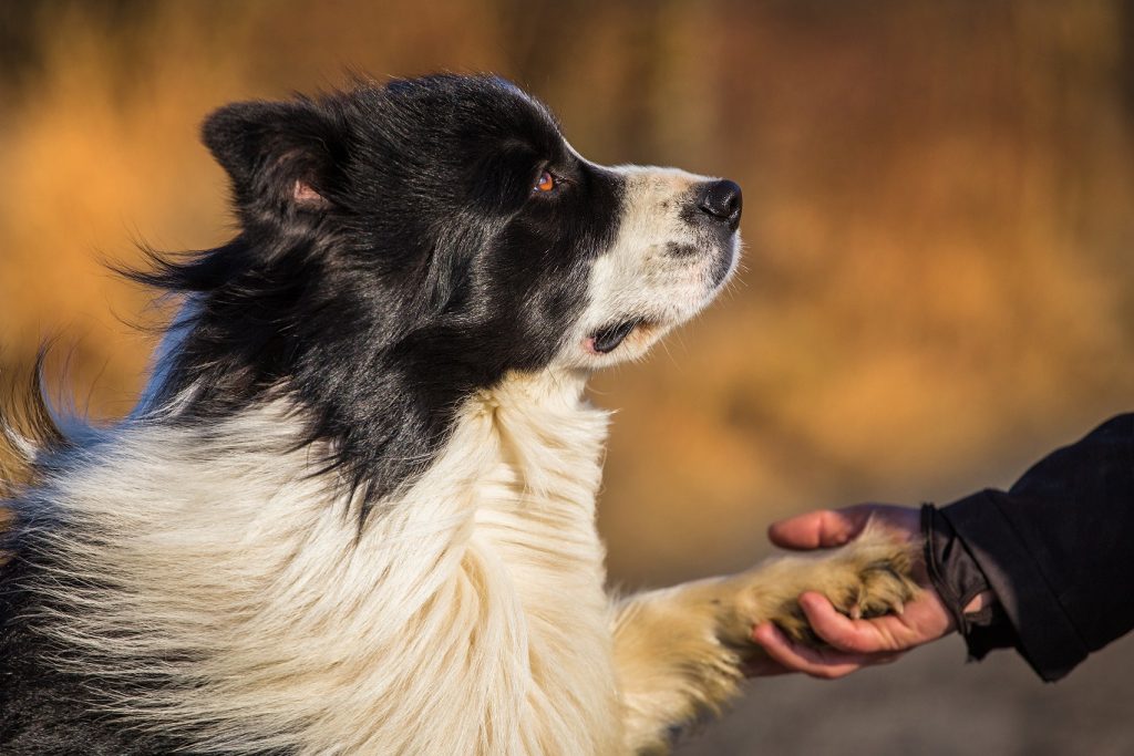 Known Health Conditions Border Collie Dog