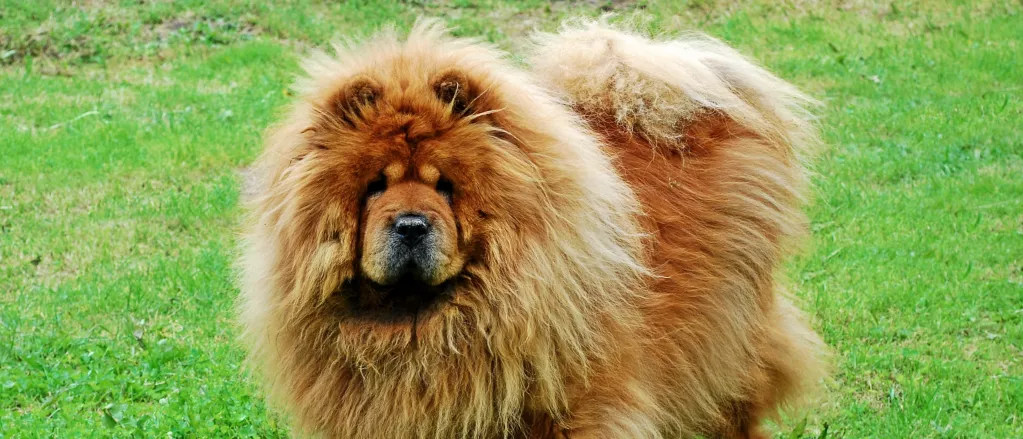 Long Haired Chow Chow Dog ready for training