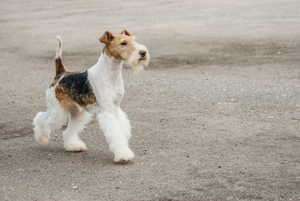 Wire Fox Terrier Dog walk exercise