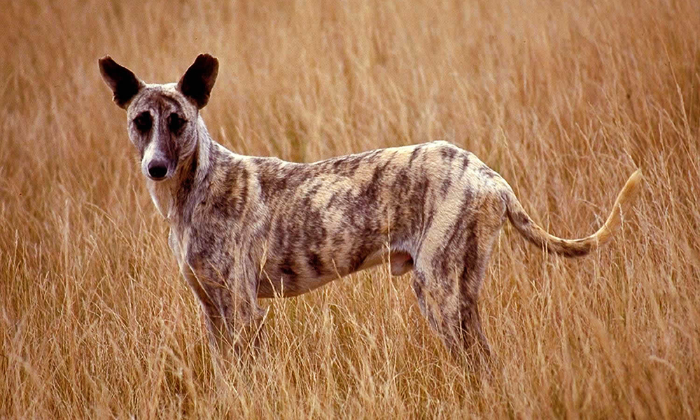 Africanis dogs Healthy