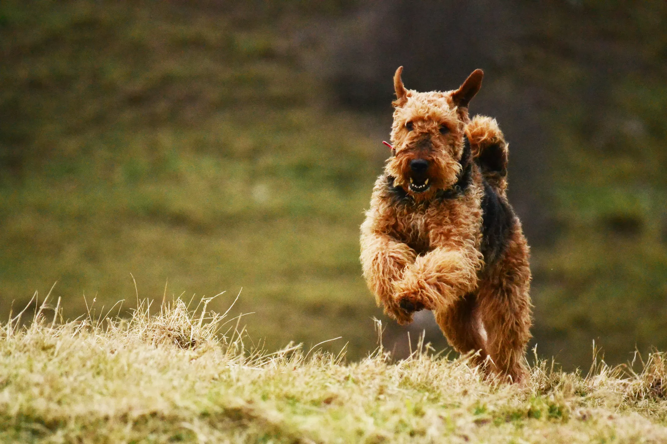 airedale terrier dog running