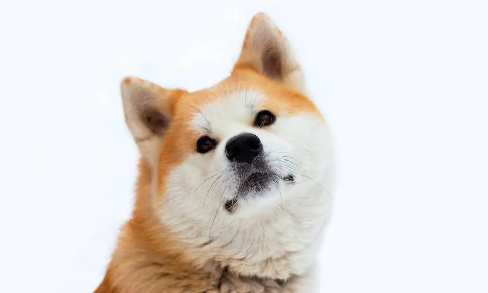25 Wonderful Wolf Dog Breeds (With Pictures) That You'll Love I Dog Snobs