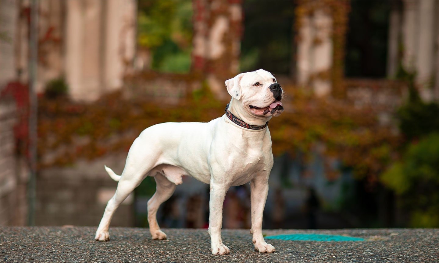 American Bulldog Dog Breed Information