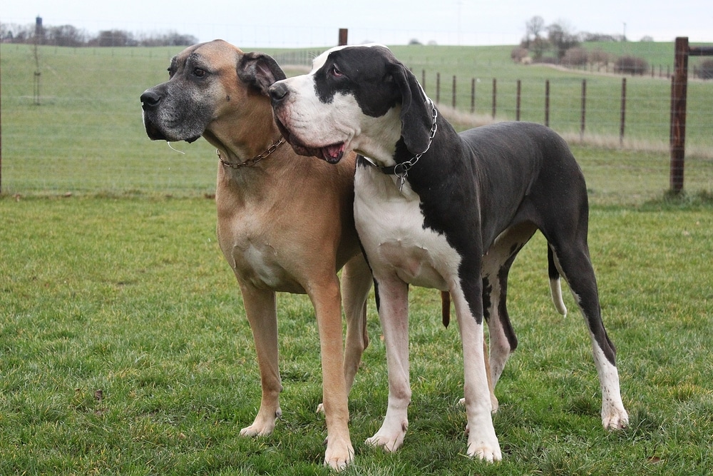 great dane dog American Great Dane and European Great Dane standing two different colours