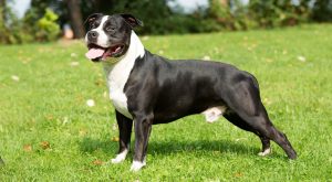 American Staffordshire Terrier Dog