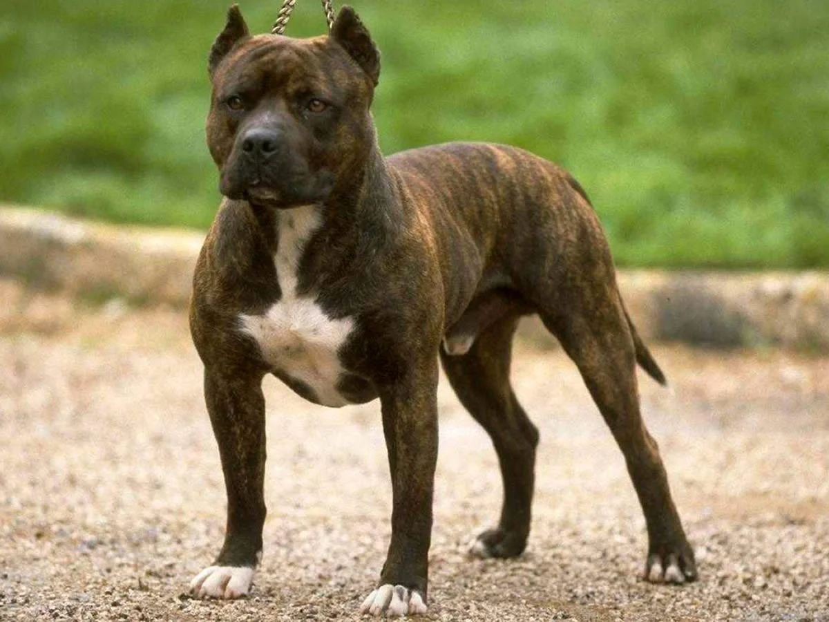 at what age is a american staffordshire terrier full grown