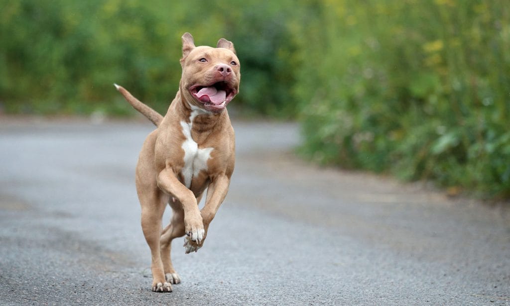 American Pit Bull Terrier Dog running exercise 