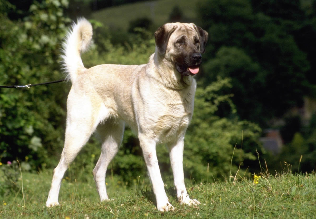 Anatolian Shepherd Dog - Karabash Dog Breed Information