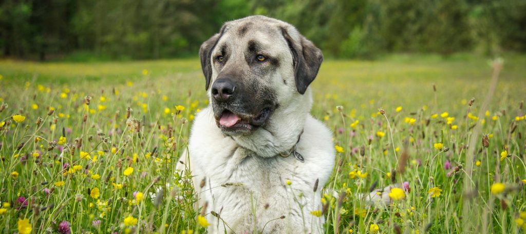 anatolian shepherd dog healthy and good envairment