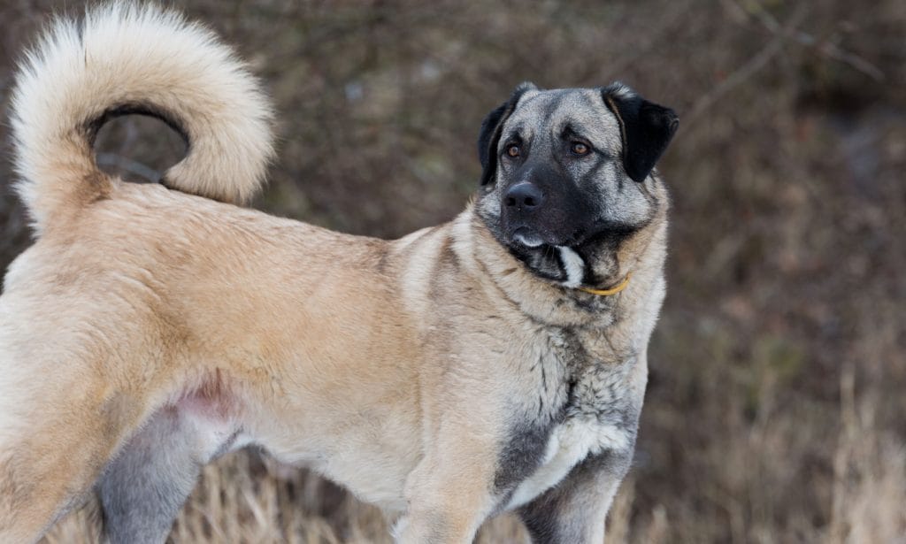 Anatolian Shepherd Dog