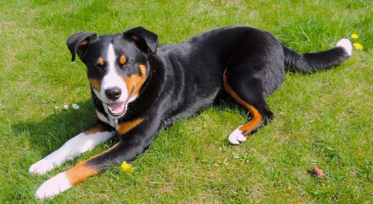 Appenzell Mountain (Appenzeller) Dog healthful