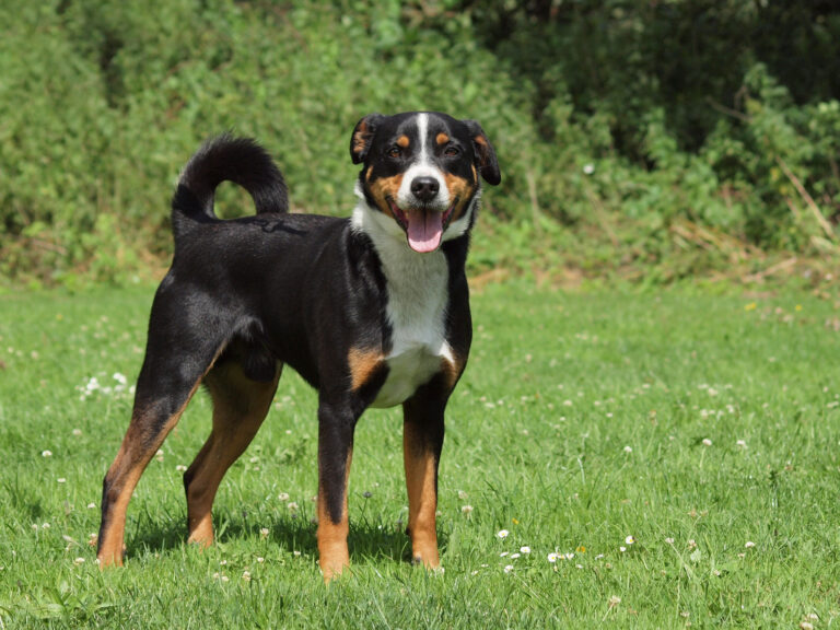 Appenzeller Sennenhund Dog healty and Happy