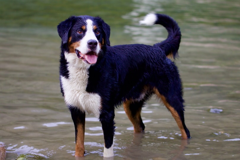 Appenzell Mountain Dog (Appenzeller) Dog exercise in water