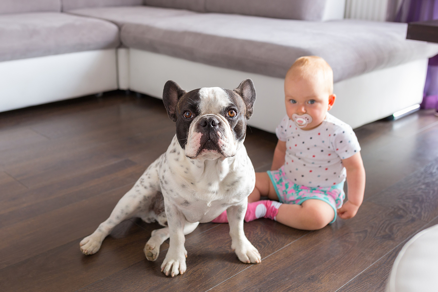 French Bulldog Dog comfortable with child
