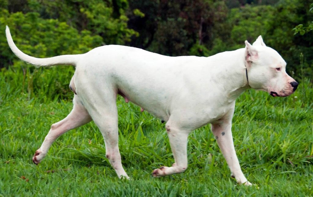 Argentine Dogo Dog Breed Information