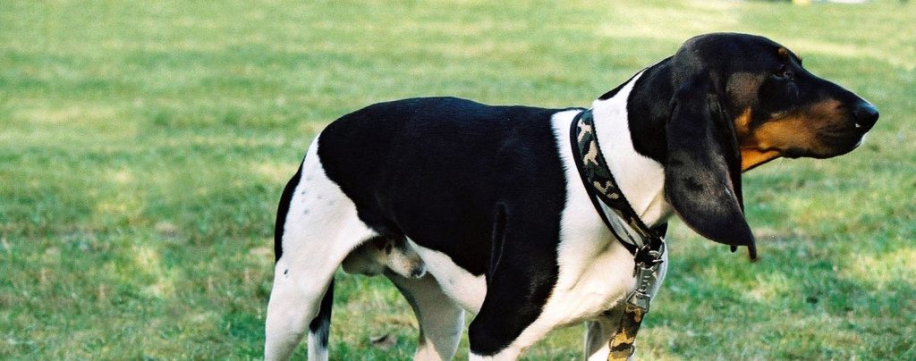 Ariegeois Dog training in ground