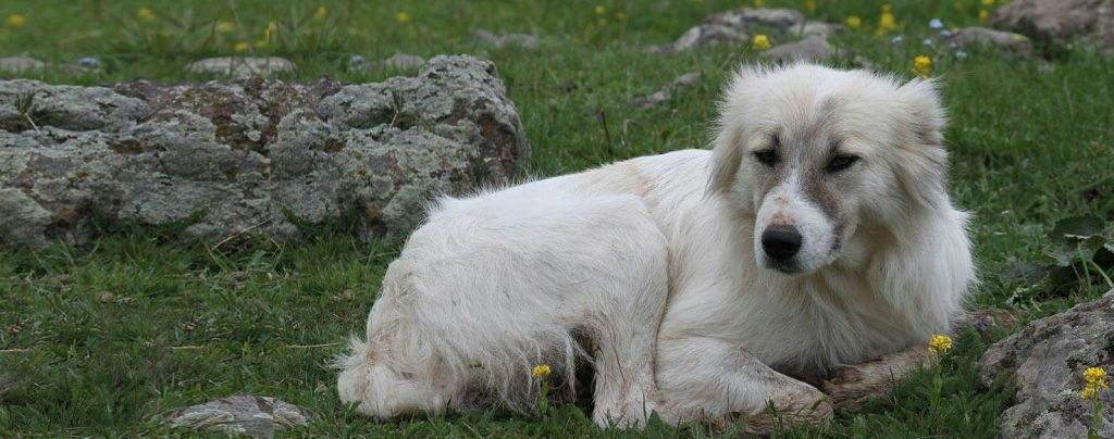Armenian Gampr Dog breathing fresh air