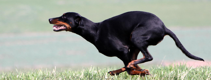 Austrian Black and Tan Hound Dog running exercise