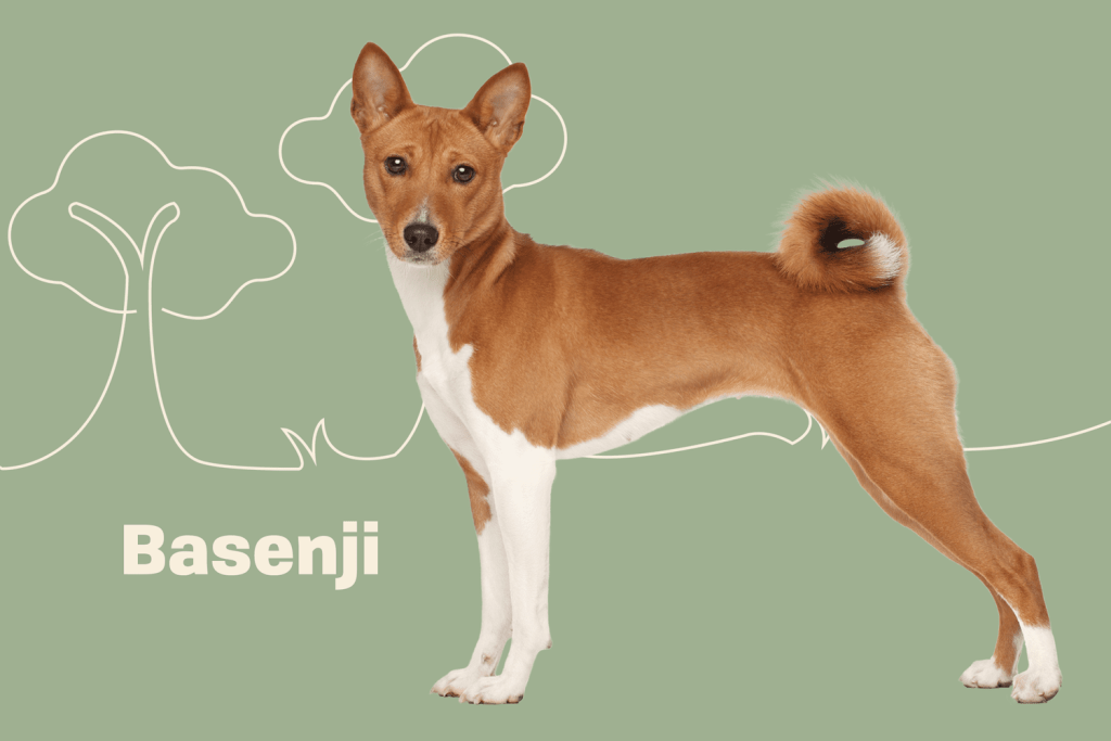 Size and Breed Category Basenji Dog