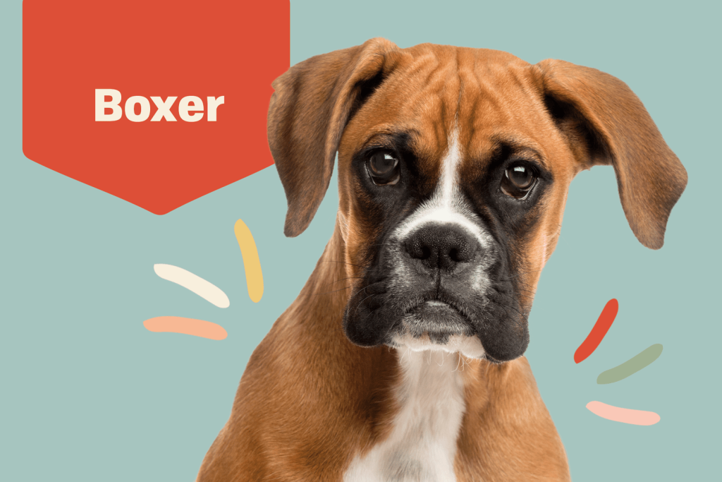 Size and Breed Category Boxer Dog