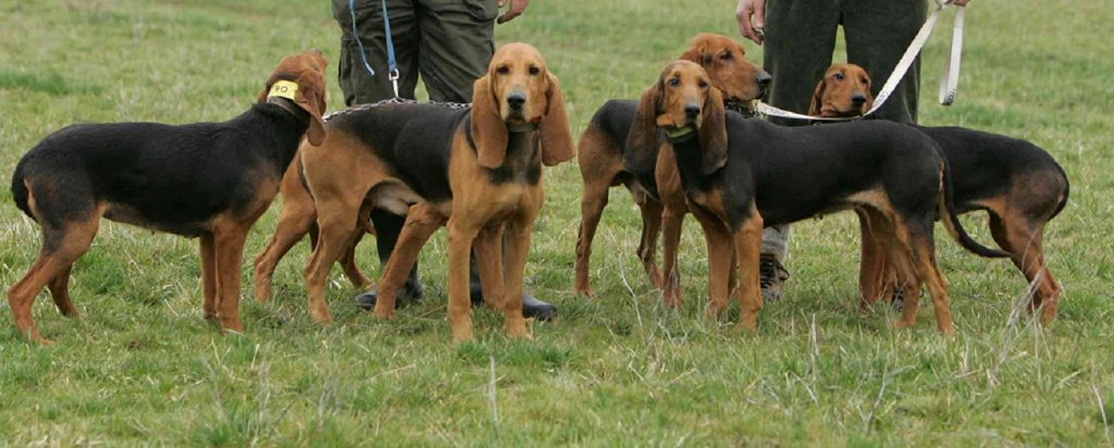 Saint Hubert Jura Hound Dog different sizes
