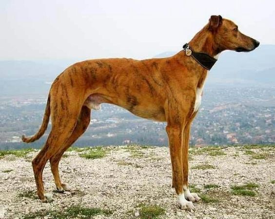 Mahratta Greyhound Dog Breed Information