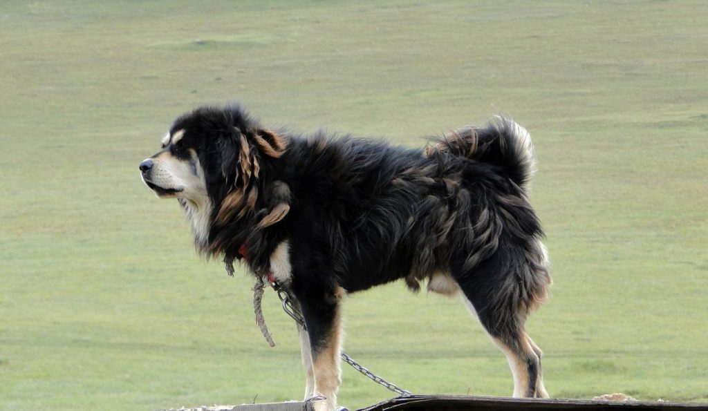 Bankhar Dog ready for exercise 
