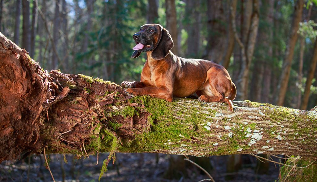 Bavarian Mountain Hound Dog Intensity of Playful Behavior