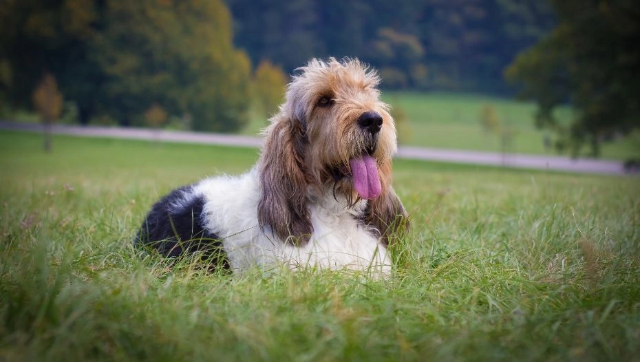 Basset Griffon Vendeen (Grand) Dog Breed | Purina