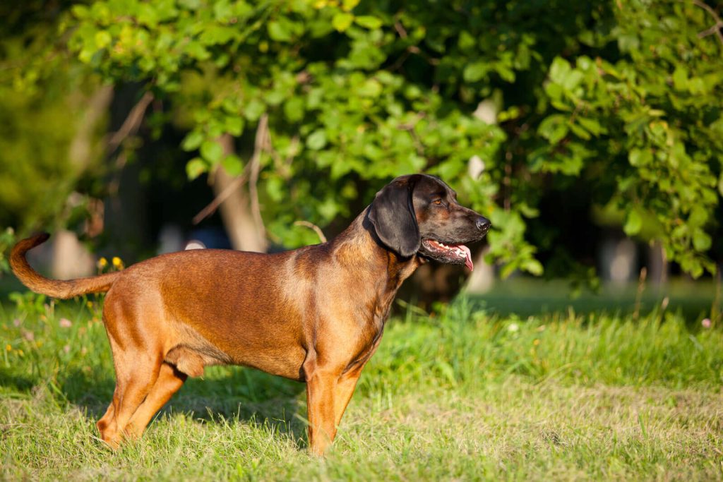 Bavarian Mountain Hound Dog Breathing in fresh air contributes to overall well-being