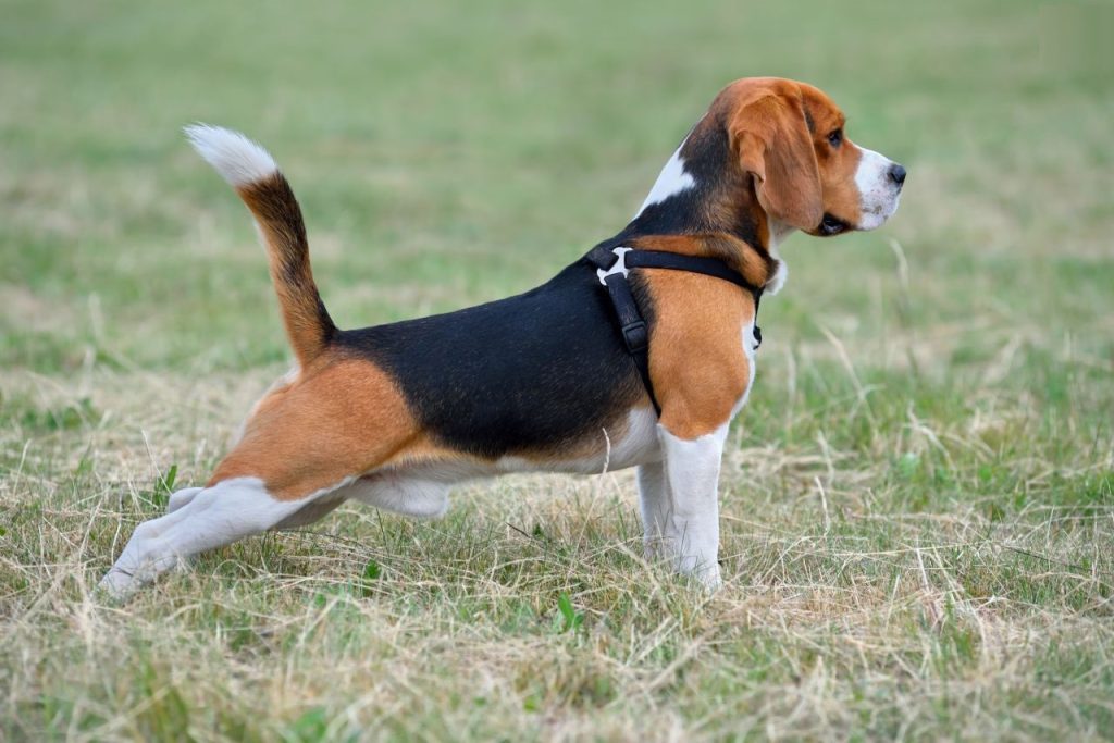 Beagle-Harrier Dog Ready for the training session