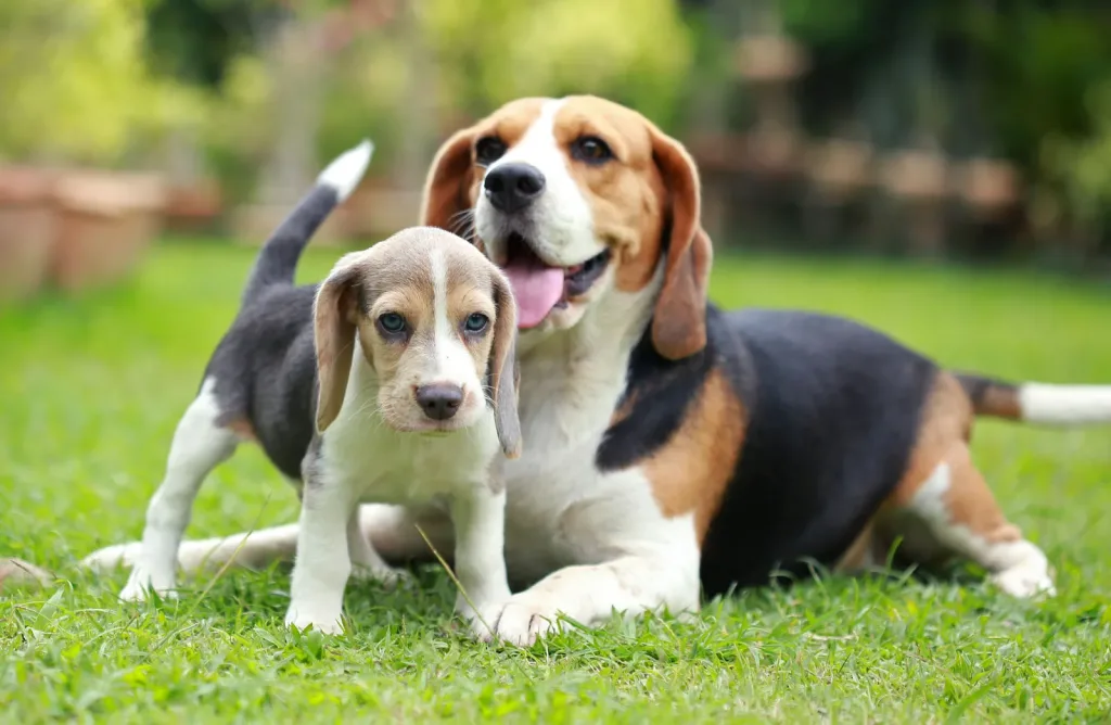 Size and Breed Category Beagle Dog