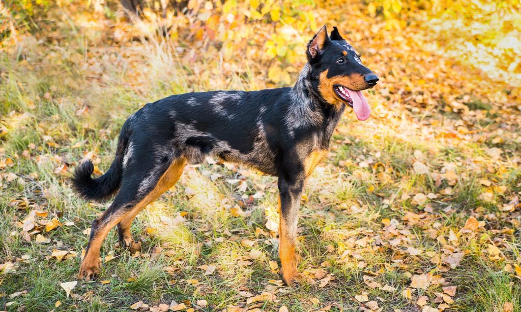 Beauceron Dog Breathing in fresh air contributes to overall well-being