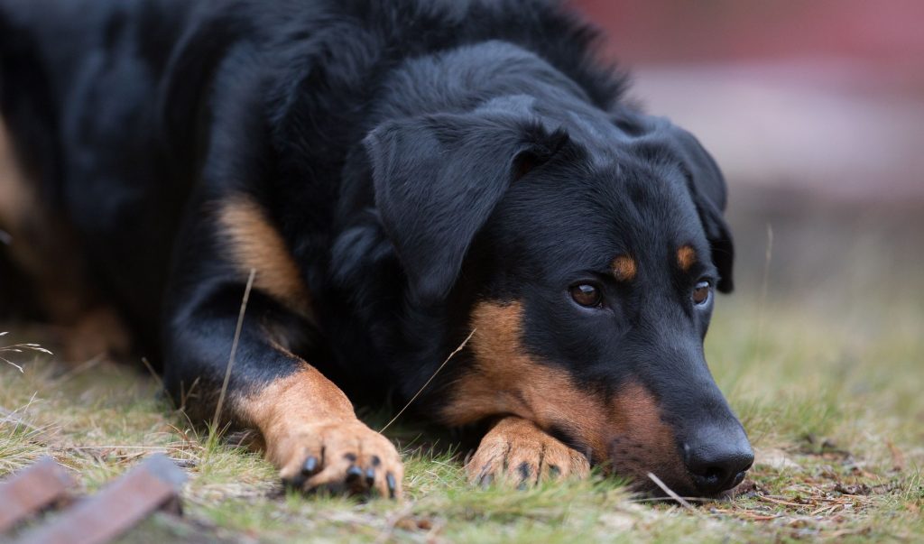 Size and Breed Category Beauceron Dog