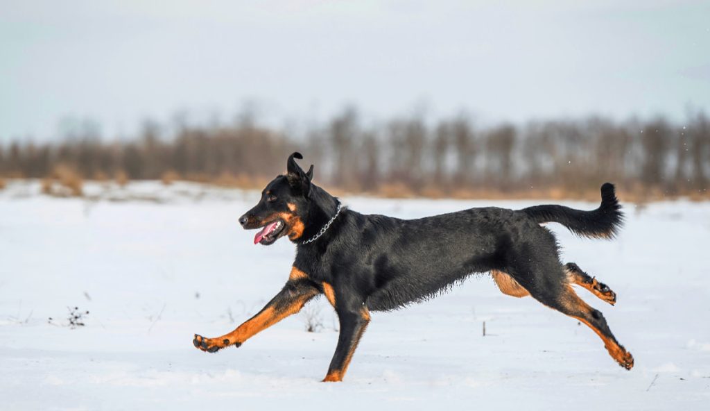 Beauceron Dog running exercise