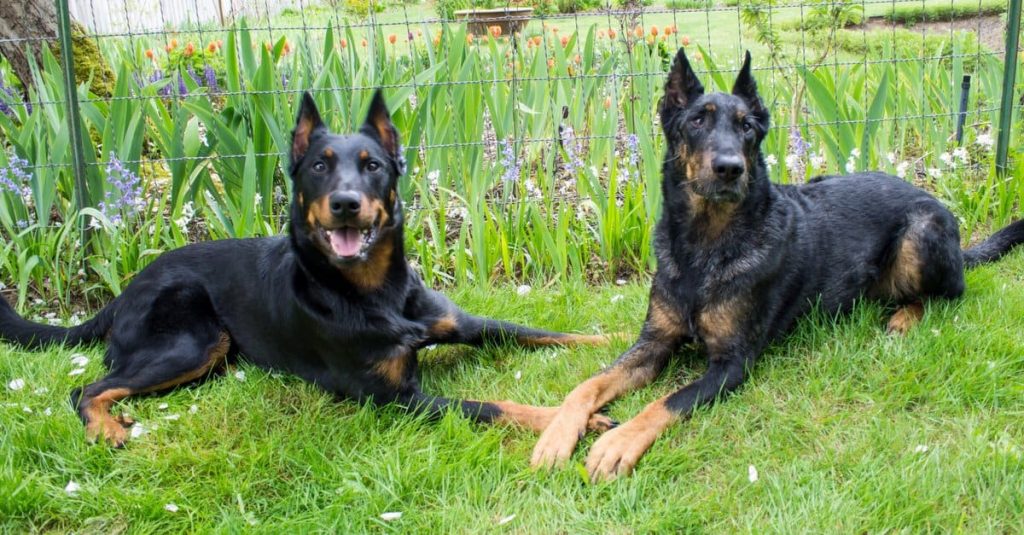 Suitability as a Pet for Children Beauceron Dog