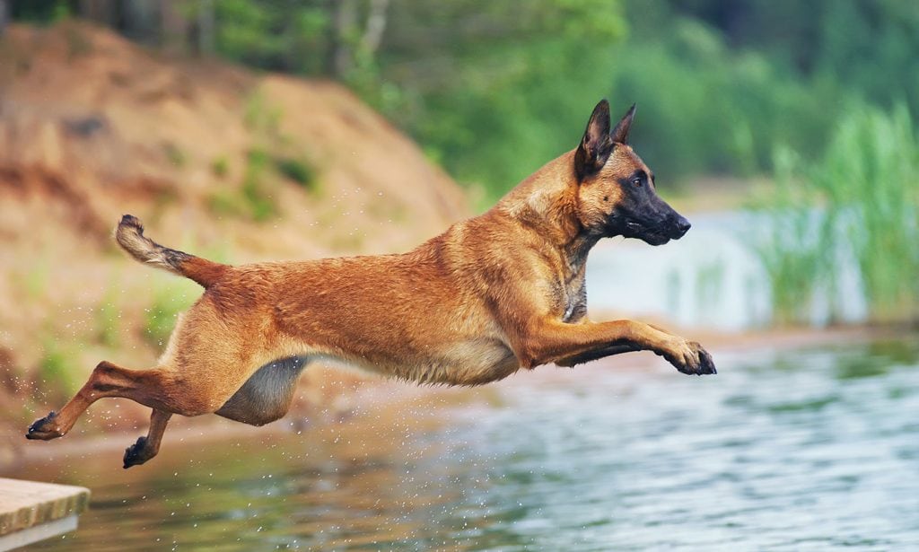 Malinois (or Mechelen) Belgian Shepherd Dog jumping training