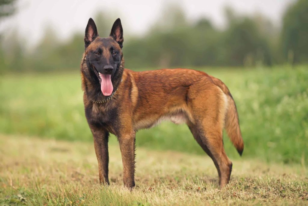 Malinois (or Mechelen) Belgian Shepherd Dog