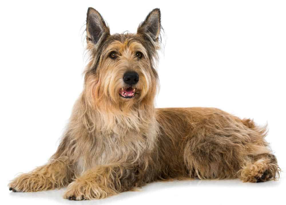 Size and Breed Category Berger Picard Dog