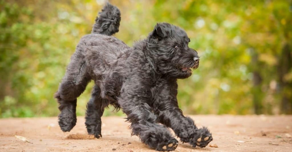 Suitability as a Pet for Children Black Russian Terrier Dog