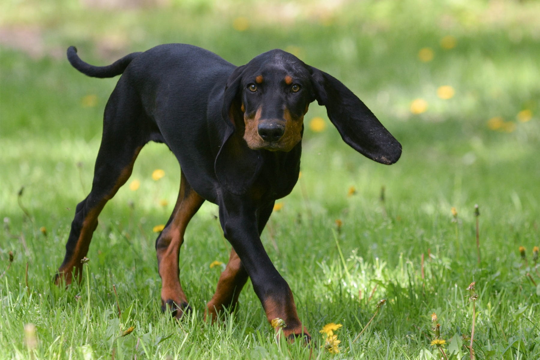 Black and Tan Coonhound Dog Breed Information