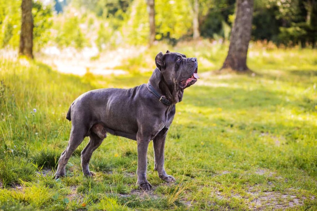Cane Corso Colors: All Colors Explained (With Pictures)