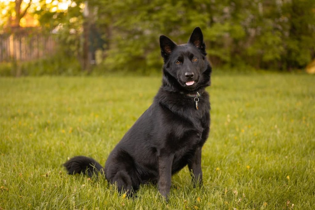 Black Norwegian Elkhound Dog Breathing in fresh air contributes to overall well-being